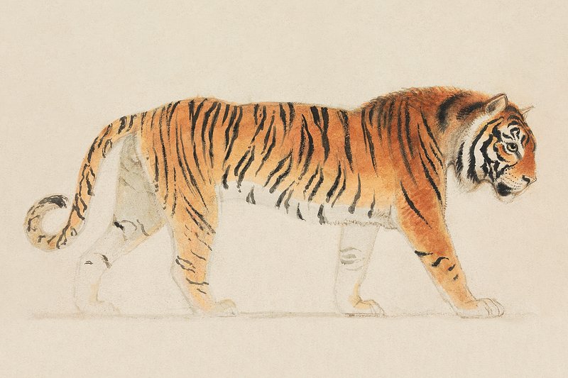 Illustration majestic bengal tiger resting or sleeping full body