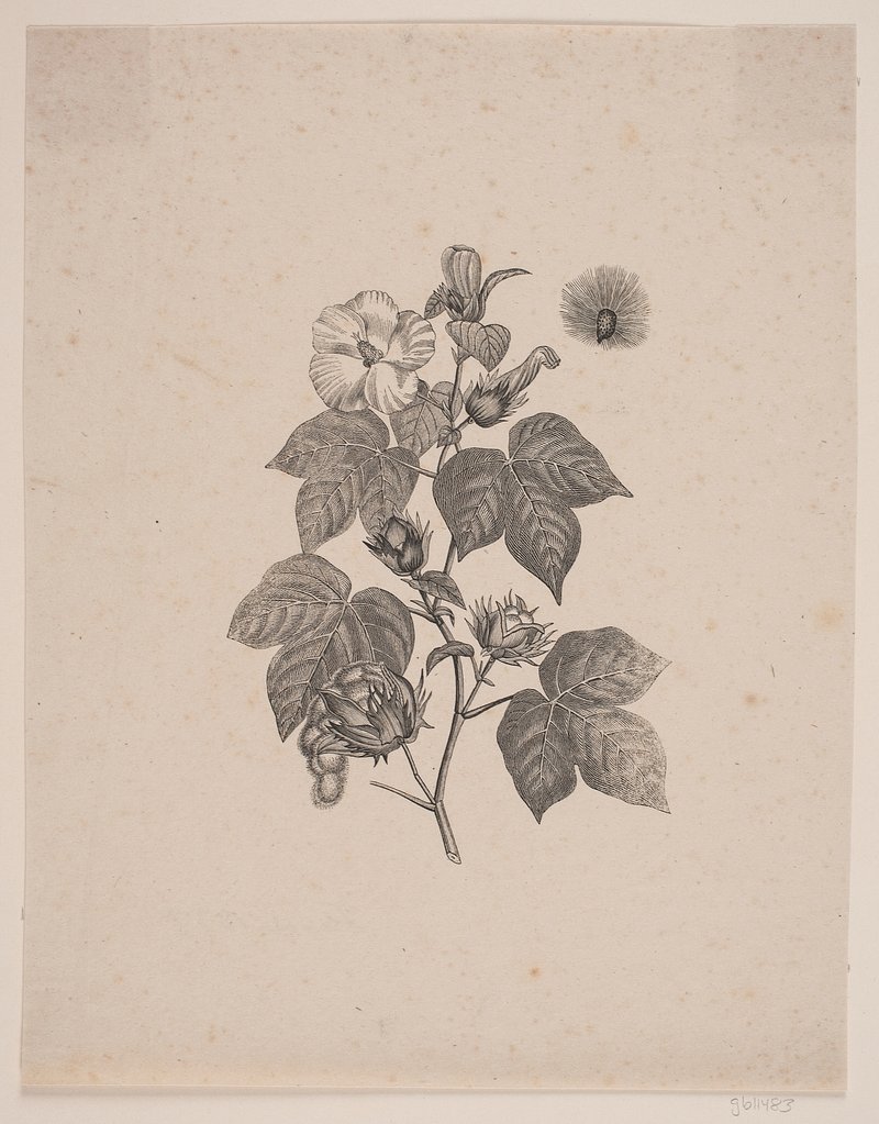 Ripe Cotton, White Cotton Boll Organic Shape, Simple Outline Object Plant  Stock Illustration - Illustration of nature, fabric: 244043154