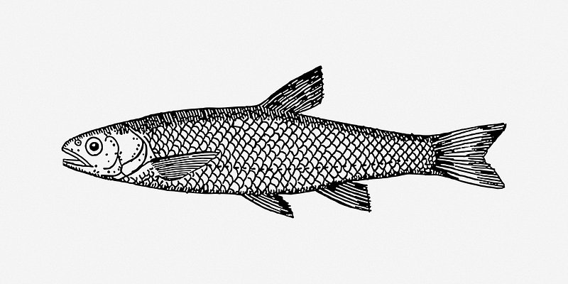 Fish Line Art Illustration, Fish Drawing, Rat Drawing, Fish Sketch PNG and  Vector with Transparent Background for Free Download