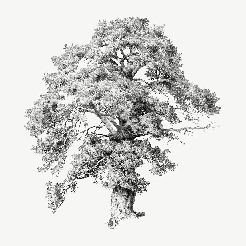 oak tree black and white drawing