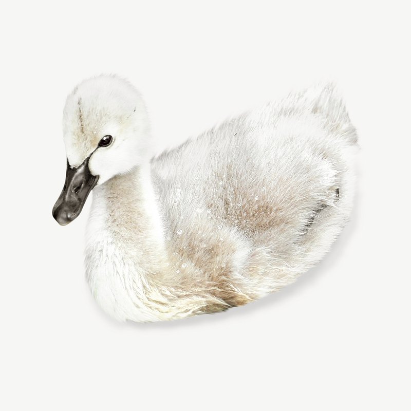 cygnet swan