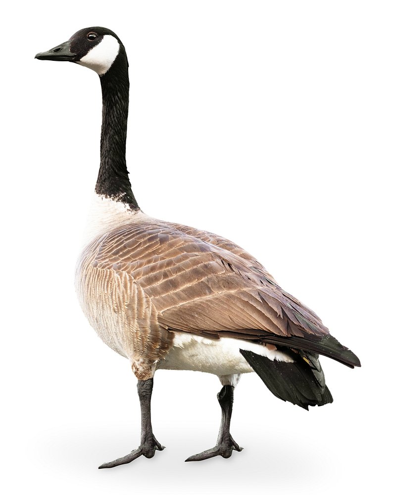 950+ Canada Goose Stock Illustrations, Royalty-Free Vector
