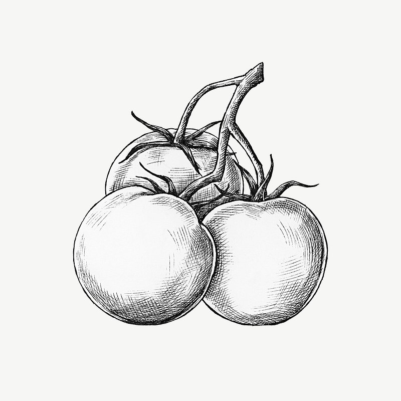 How to Draw 10 Different Varieties of Berry  Envato Tuts