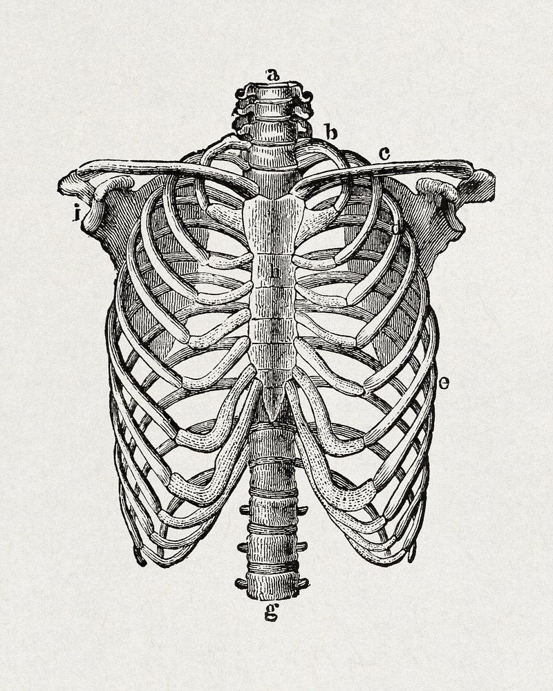 Lumbar Spine Anatomy Pain Concept: стоковая иллюстрация, 251190973