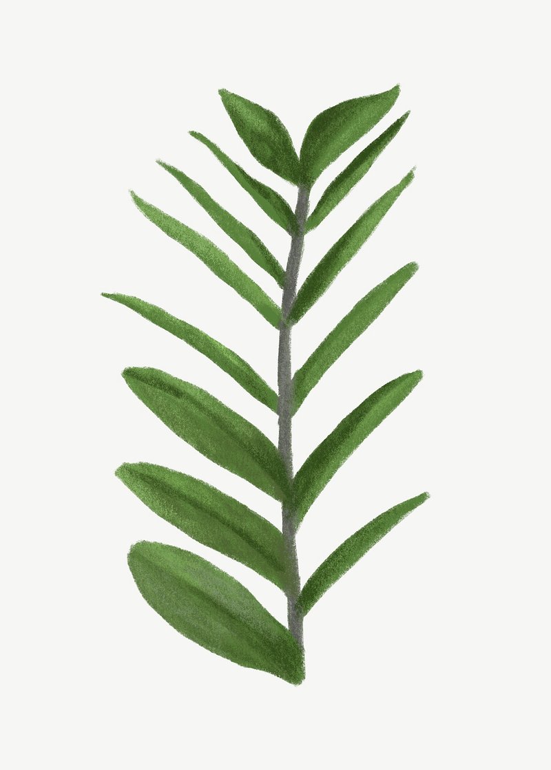 Zz Plant Images | Free Photos, PNG Stickers, Wallpapers & Backgrounds