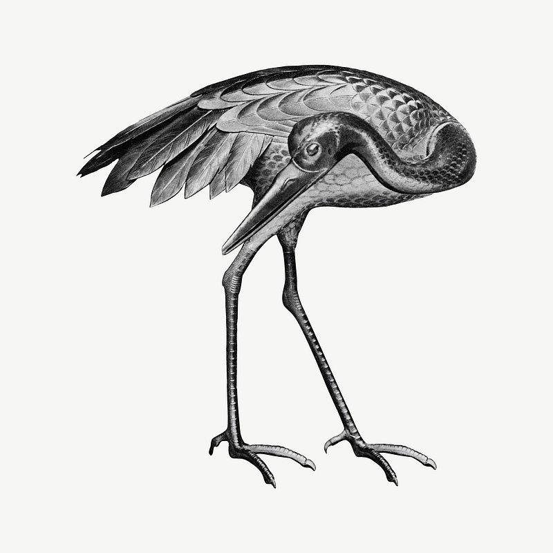 Olof Rudbeck Crane Bird Print - Dera Design
