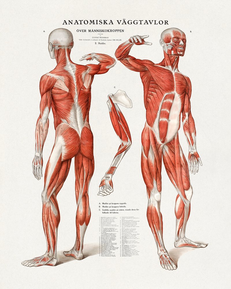 File:Naked human male body front anterior.png - Wikimedia Commons