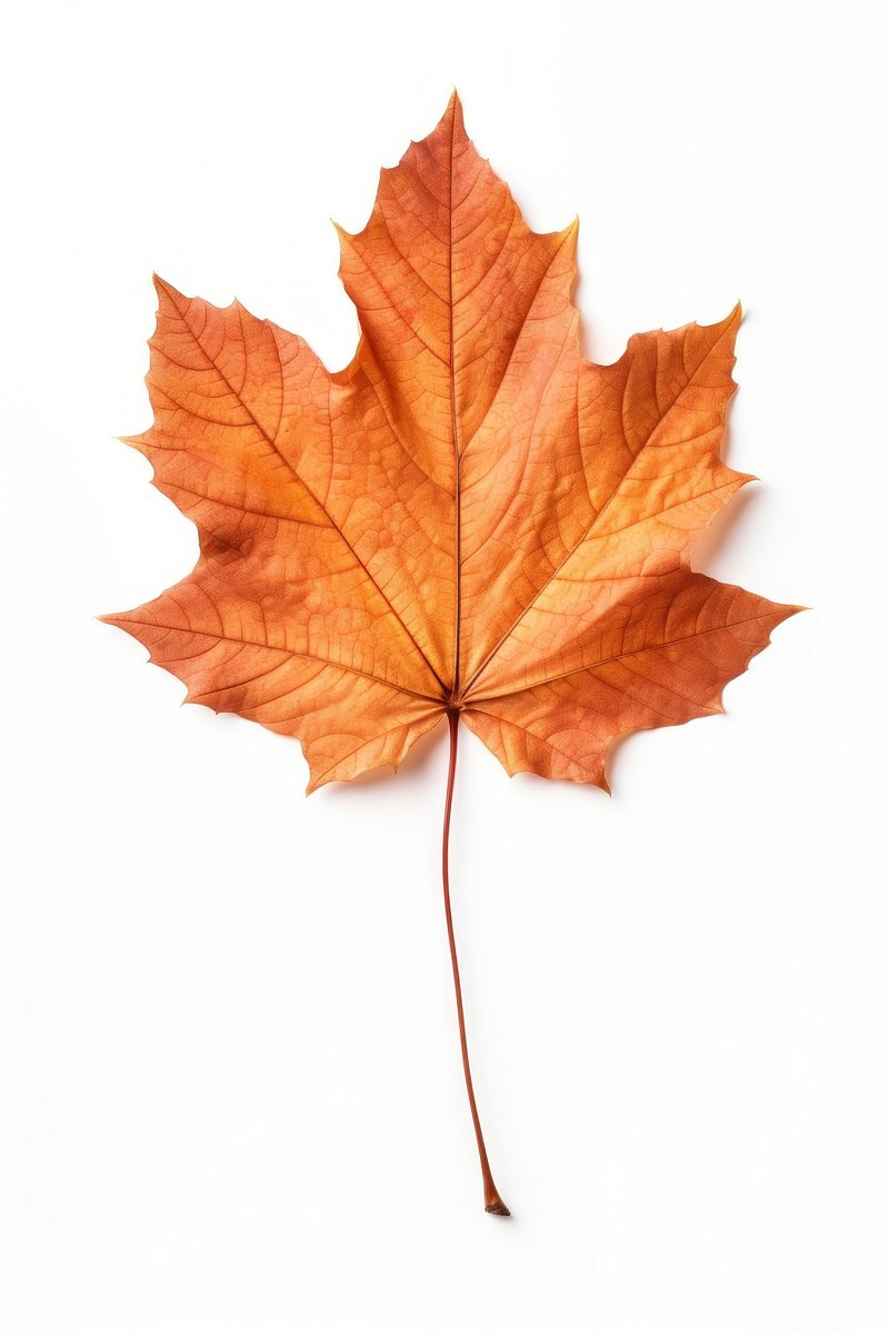 Maple Leaf Images  Free Photos, PNG Stickers, Wallpapers & Backgrounds -  rawpixel