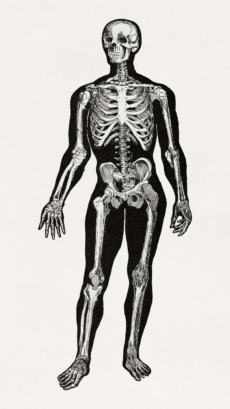 Télécharger Illustration de l'anatomie du squelette humain PNG En