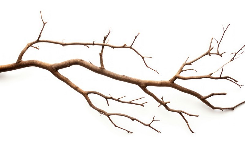 Driftwood Branches Royalty-Free Images, Stock Photos & Pictures