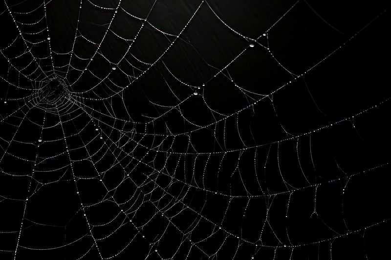 Spider Web Images  Free Photos, PNG Stickers, Wallpapers & Backgrounds -  rawpixel