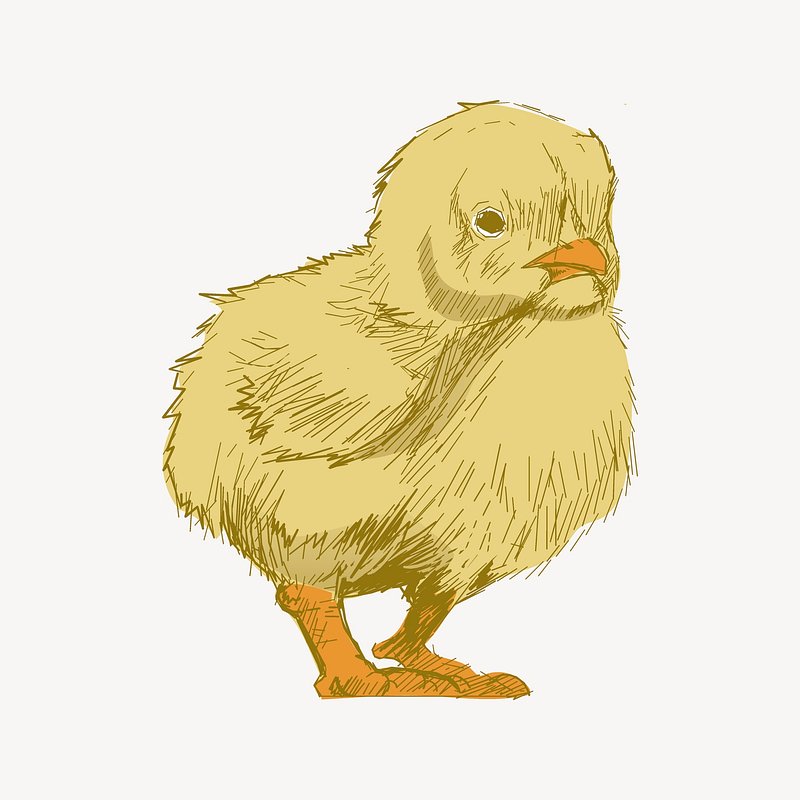 The New Born Baby Chick / Drawing | ai illustrator file | US$5.00 each | Ai  & PNG File