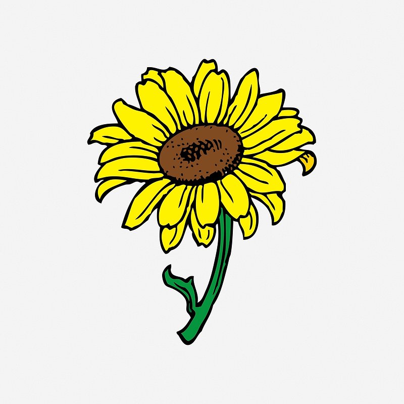 Sunflower Drawing Art - Drawing Skill