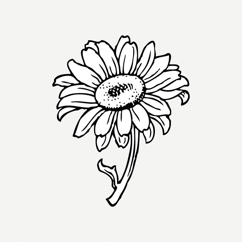 Daisy Flower Drawing High-Quality - Drawing Skill