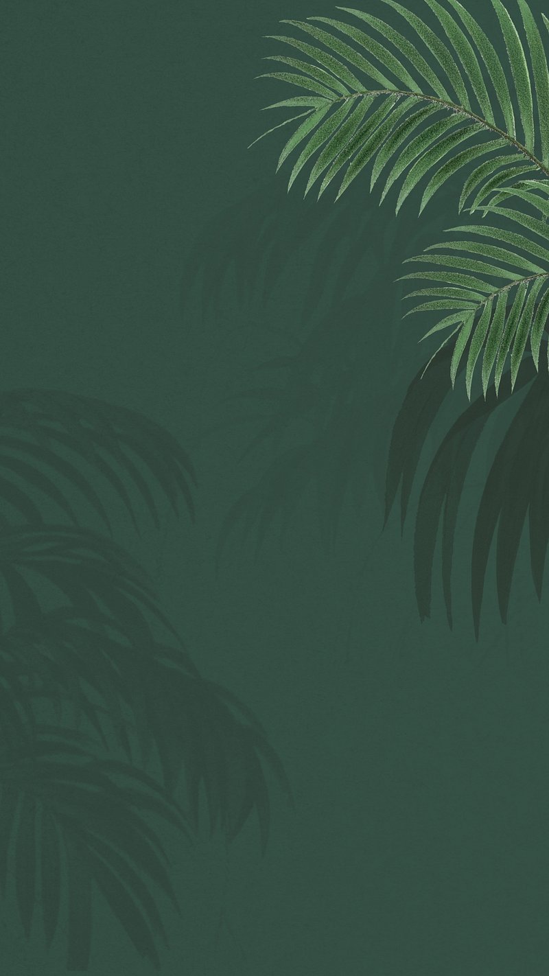Tropical Wallpapers Free HD Download 500 HQ  Unsplash