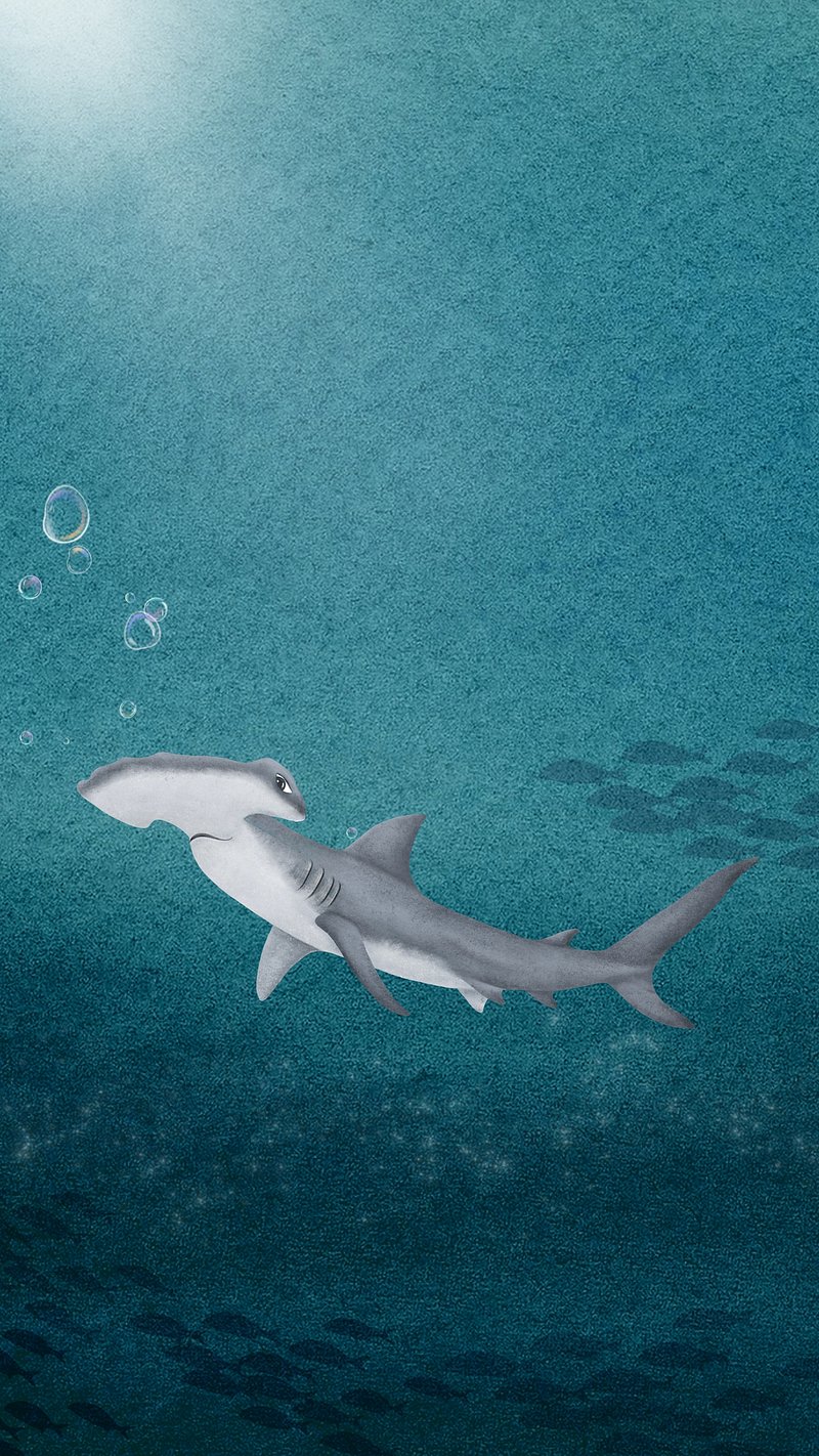 Wallpaper ID 356507  Animal Hammerhead Shark Phone Wallpaper Shark  Underwater 1080x2400 free download
