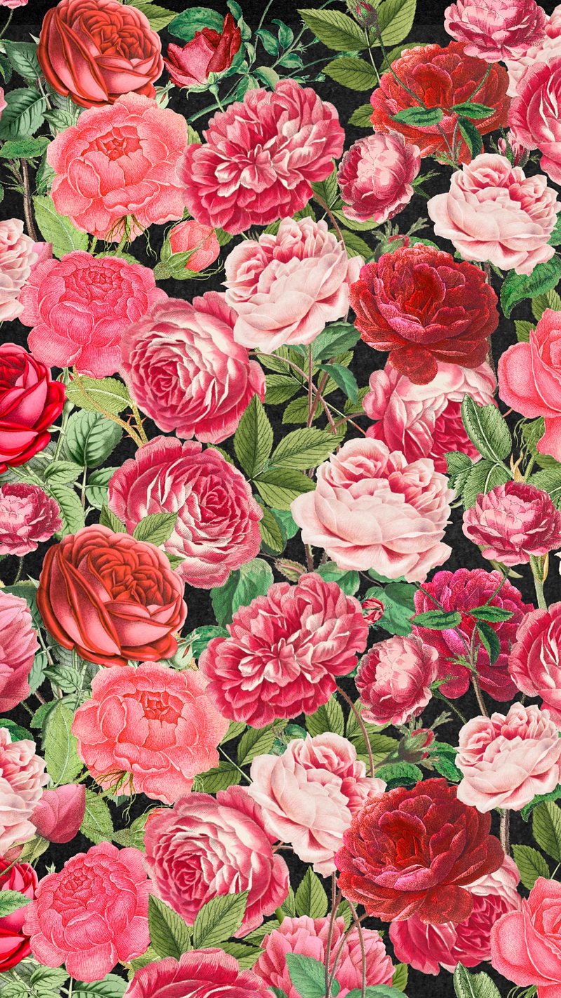 pink roses wallpapers