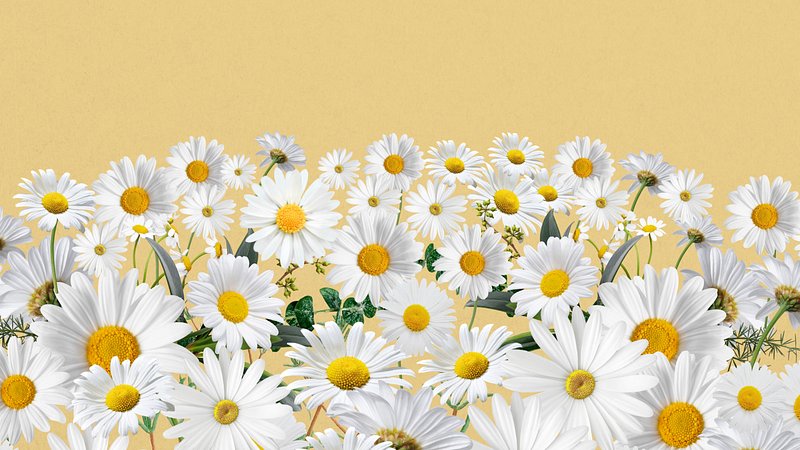 500 Daisy Pictures  Download Free Images on Unsplash