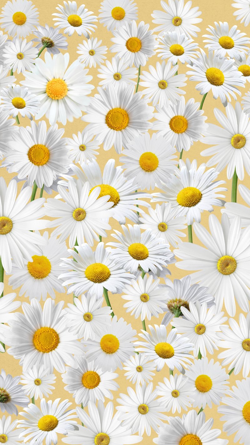 Free Vector  Blooming white daisy flower mobile phone wallpaper vector