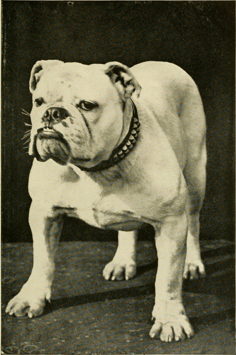 Vintage French Bulldog Images  Free Photos, PNG Stickers, Wallpapers &  Backgrounds - rawpixel