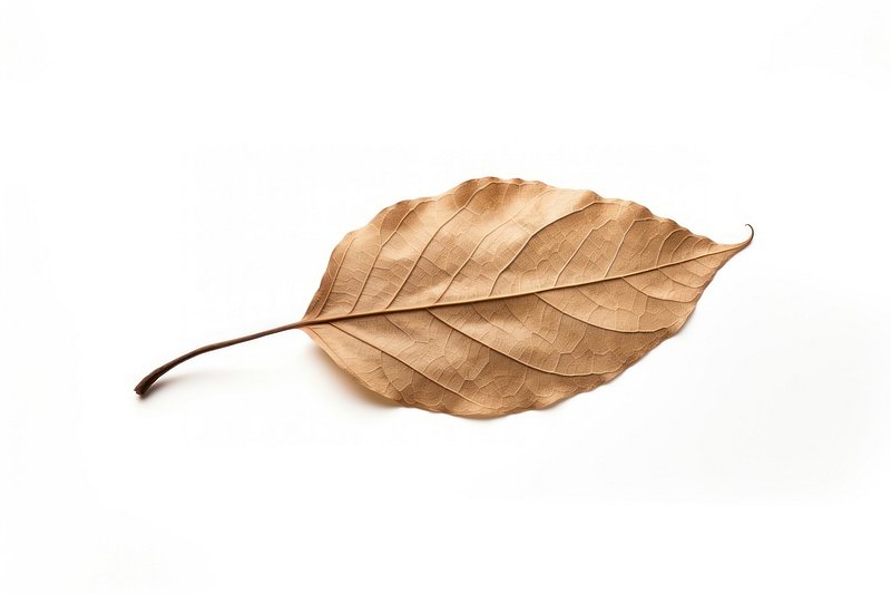 Collection of dried leaves isolated on transparent background. ai generated  26553158 PNG
