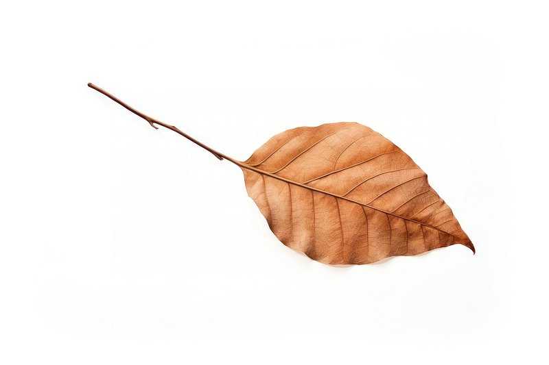 Collection of dried leaves isolated on transparent background. ai generated  26553176 PNG