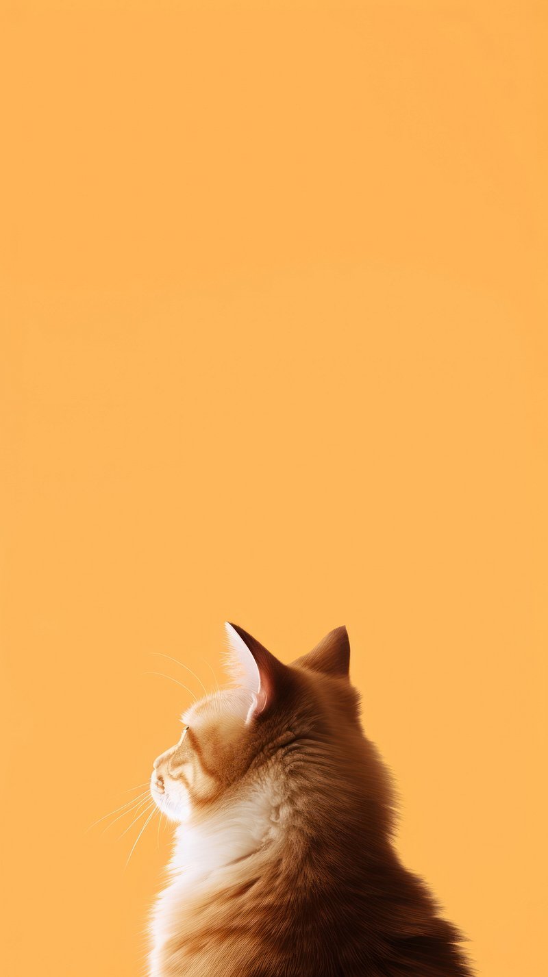 Cat Wallpaper Images  Free Photos, PNG Stickers, Wallpapers & Backgrounds  - rawpixel