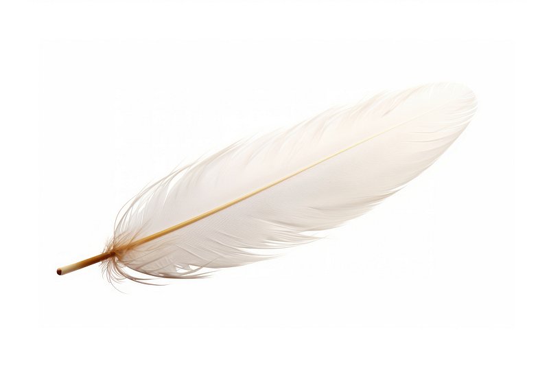 mardi gras feathers 24090625 PNG