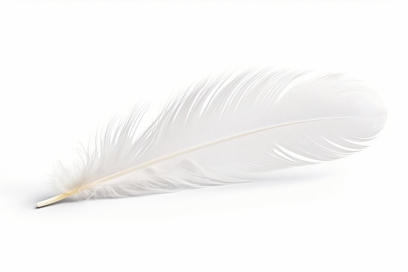 A pristine white feather that appears to have been plucked from a bird,  delicately rests on a transparent background.Generative AI 23289449 PNG
