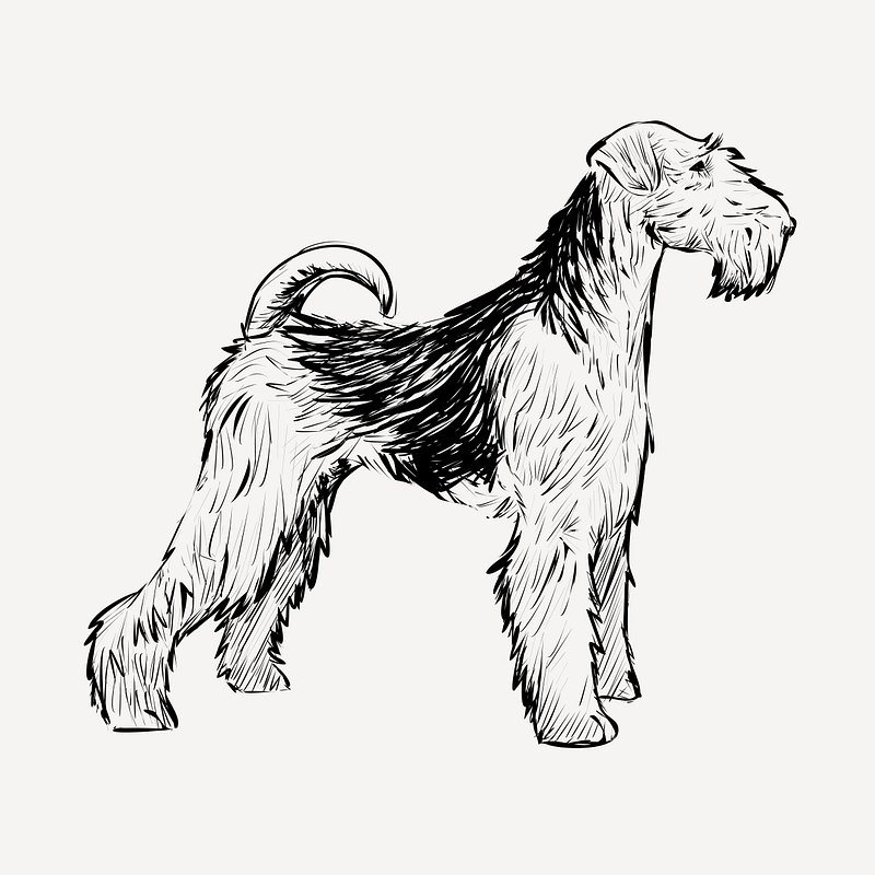 airedale coloring pages