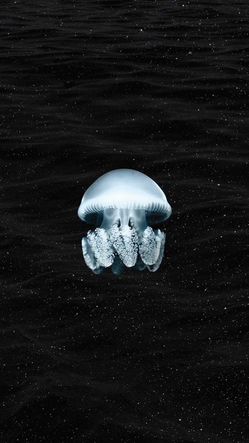 Jellyfish Iphone Wallpaper Images | Free Photos, PNG Stickers, Wallpapers &  Backgrounds - rawpixel