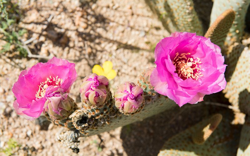 Beavertail Cactus | Free Photo - rawpixel