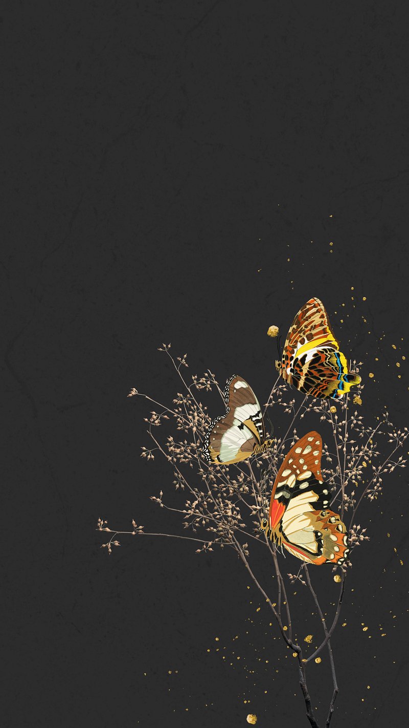 Black Butterfly Wallpaper Images | Free Photos, PNG Stickers, Wallpapers &  Backgrounds - rawpixel