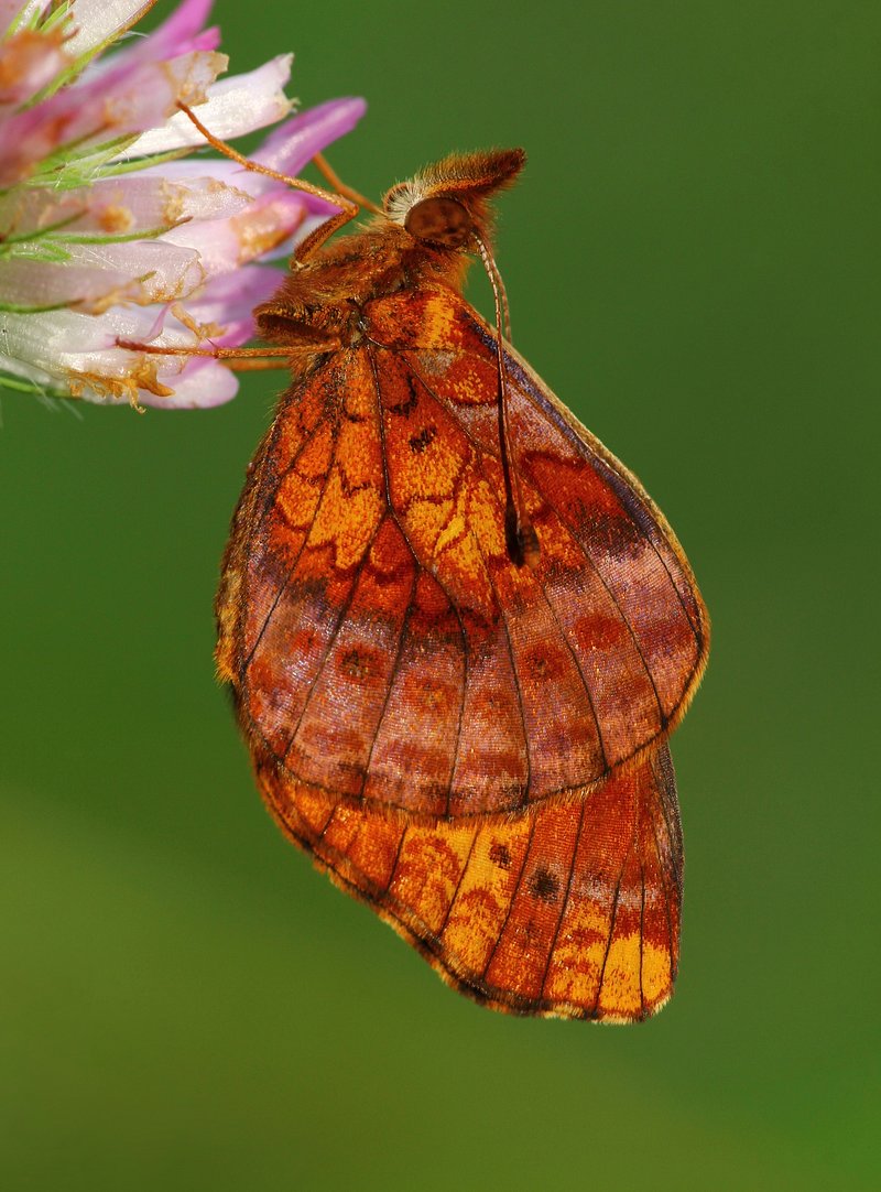 Butterfly - Wikipedia