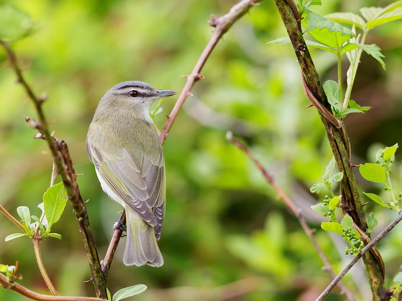 Vireo Images | Free Photos, PNG Stickers, Wallpapers & Backgrounds