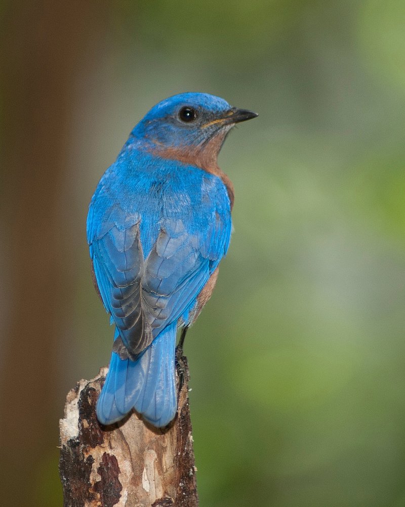 Breeding habits of Mountain Bluebird