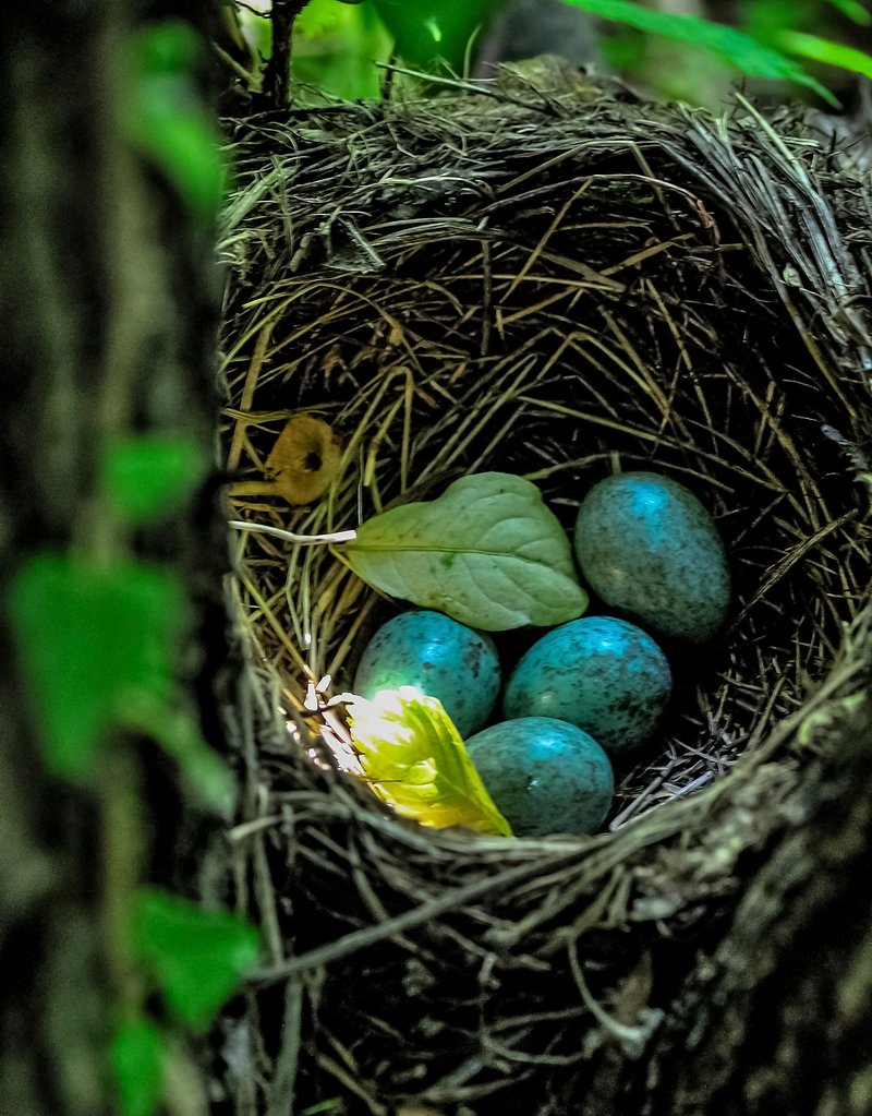 Consider the Nest Material bird nest material image