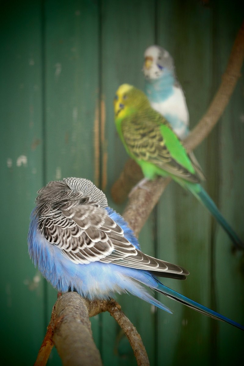DNA testing accuracy for parakeet gender image