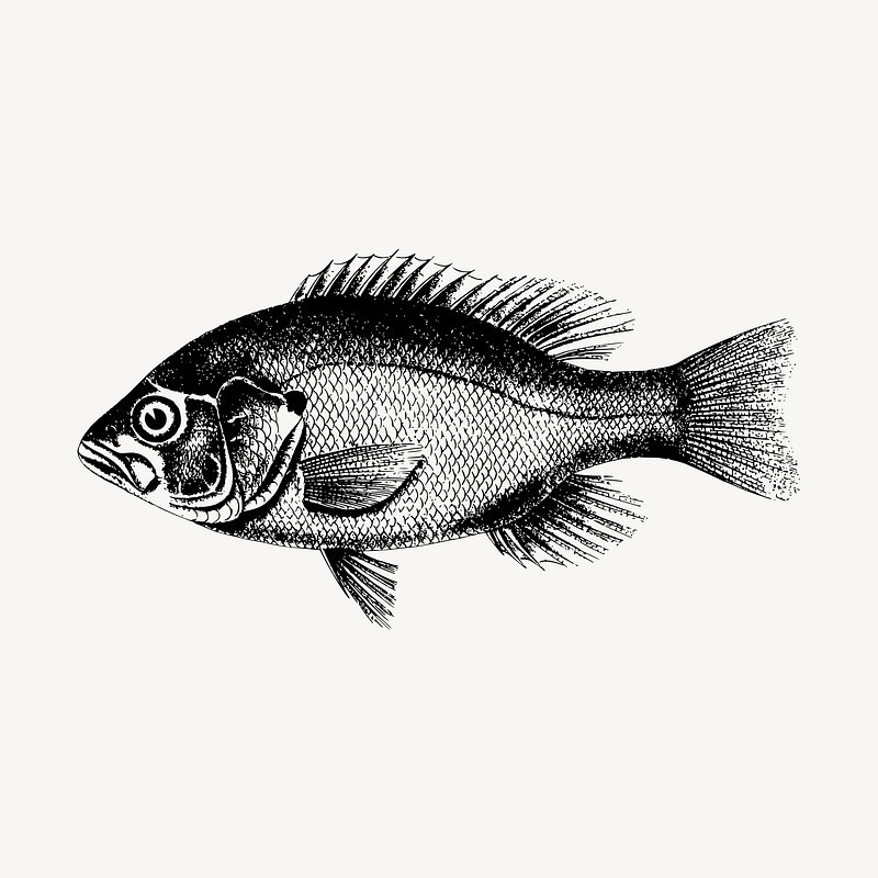 free fish clipart black and white