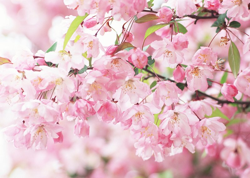 white cherry blossom wallpaper hd