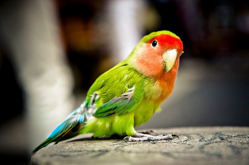 Can Lovebirds Be Alone?