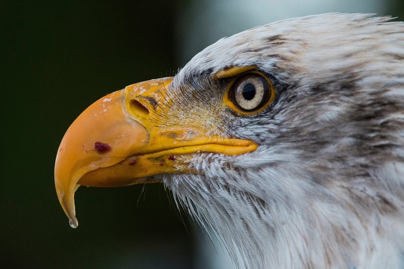 Petty's Bald Eagle  New Jersey Audubon