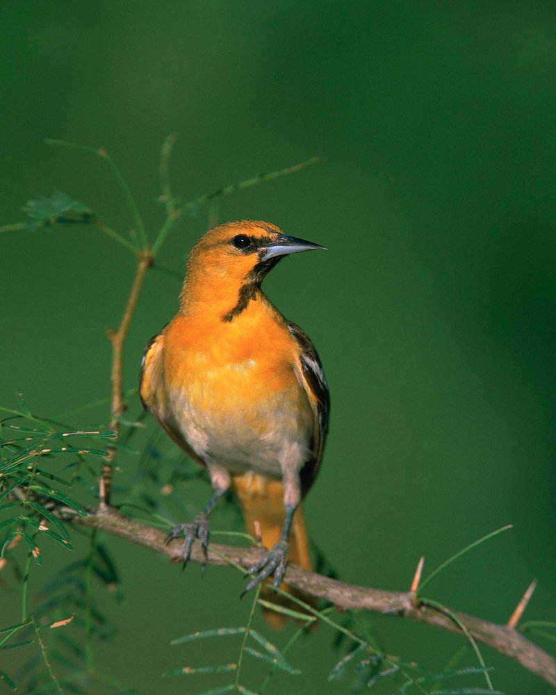 Enduring Popularity of Orange Bird pictures