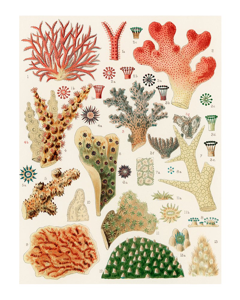 coral art