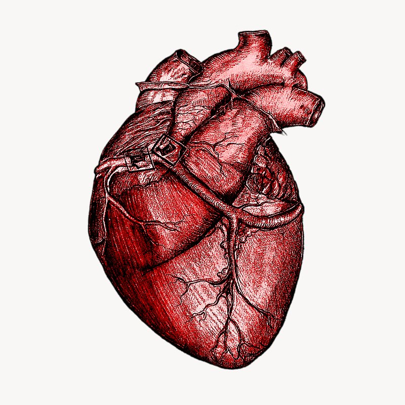 Realistic heart, medical illustration | Premium Photo - rawpixel
