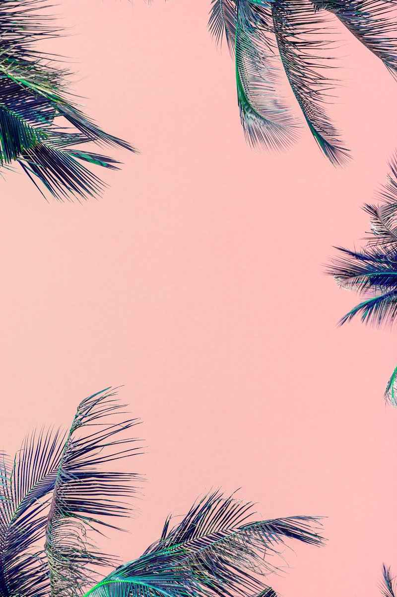 Cute palm trees HD wallpapers | Pxfuel
