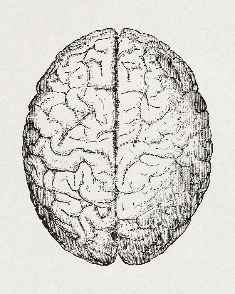 Vector Brain Drawing stock vector. Illustration of memory - 113421703