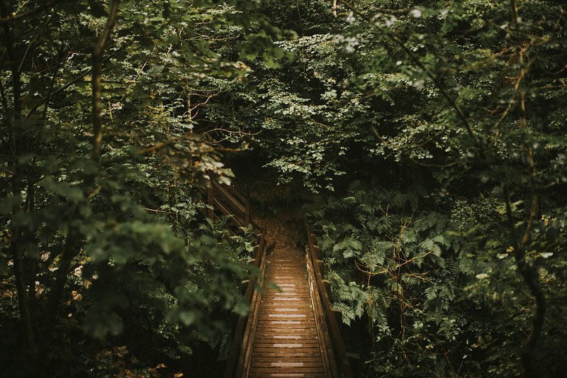 Wooden path through the forest | Free Photo - rawpixel