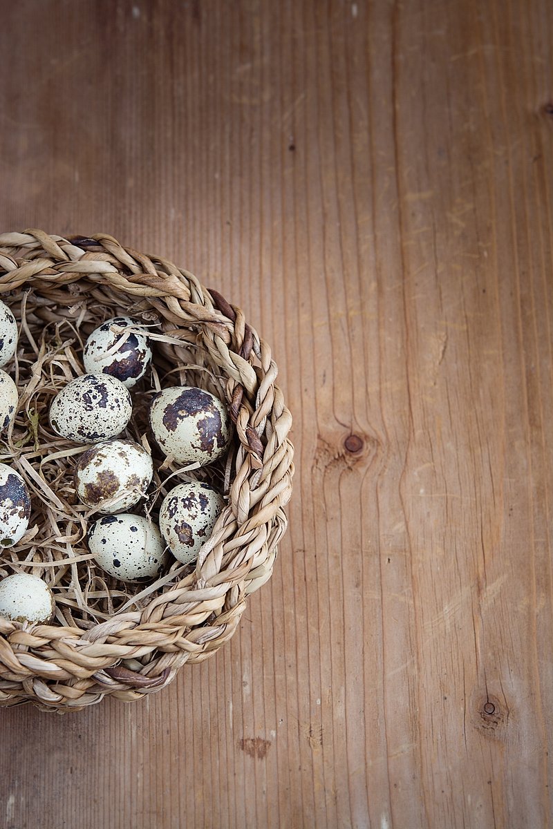 How do I nurture a bird egg?: Nurturing bird egg tips
