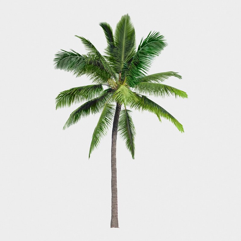 Palm Tree Images  Free HD Backgrounds, PNGs, Vectors & Templates